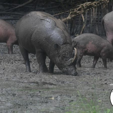 Tangkoko Lodge Bitung Dış mekan fotoğraf