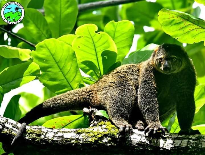 Tangkoko Lodge Bitung Dış mekan fotoğraf