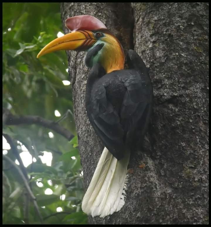 Tangkoko Lodge Bitung Dış mekan fotoğraf