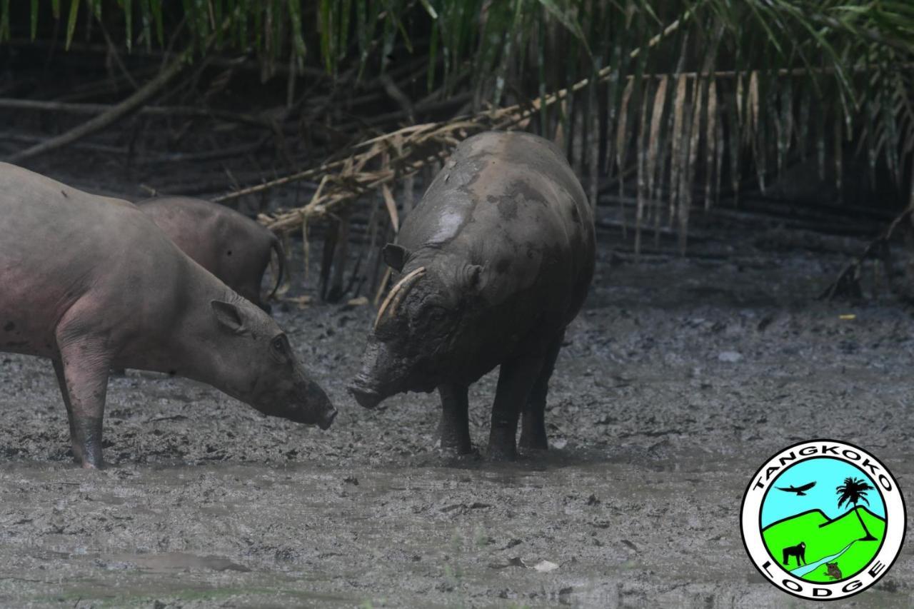 Tangkoko Lodge Bitung Dış mekan fotoğraf