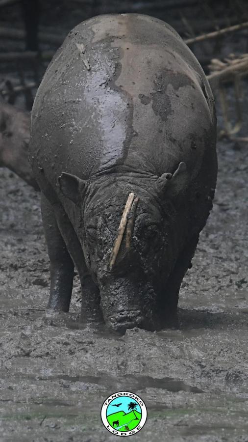 Tangkoko Lodge Bitung Dış mekan fotoğraf
